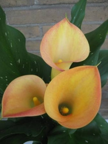 Callas capt orlando holl
