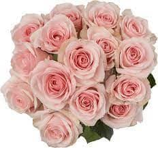 RoseSpray Starblush florisol