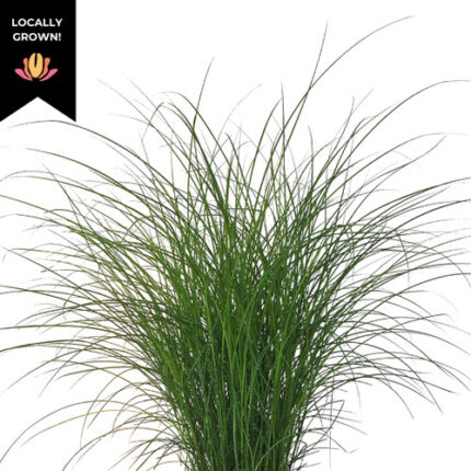 Grass Miscanthus cramer