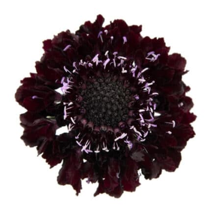 Scabiosa Blackberry sole