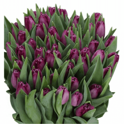 Tulip Frill Dk Purple holl