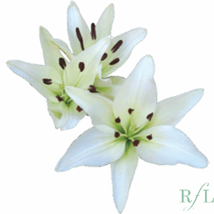 Lily La White canada
