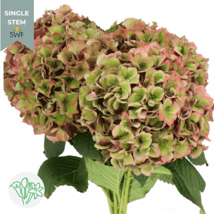 Hydrangea Classic Antique Pink