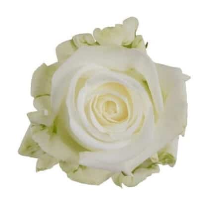 Rose Tundra 80cm rprima