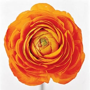 Ranunculus Orange can(5st)larg