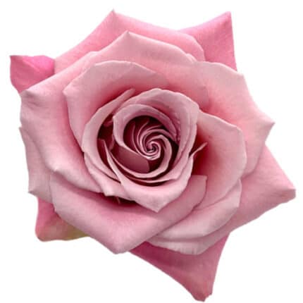 Rose Faith 50cm holex