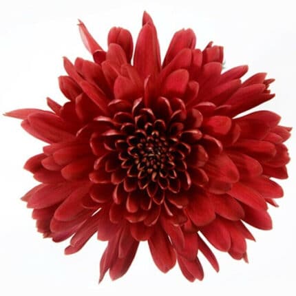 Mum Cremon Red Velvet holex