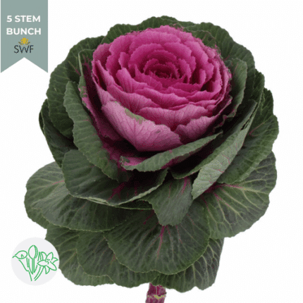 Kale Red holex(5stem)