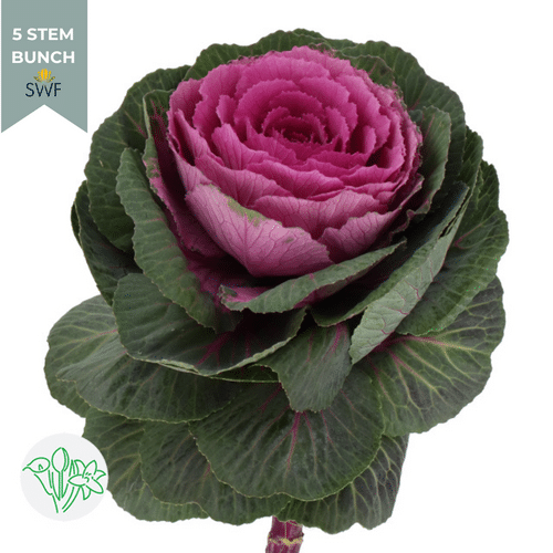 7bbdbc10-063d-4e0f-9e1e-67863b6f3f56.png Kale Red holex(5stem) - Image 1