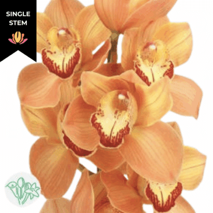 Cymbidium Mrs Britney holl