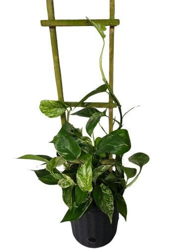 8" Pothos Marble Queen Trellis