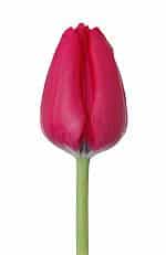 Tulip HotPink v.d.