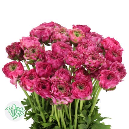 Ranunculus PonPon Pink holl