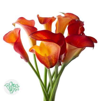 Calla Capt. Trinity holl