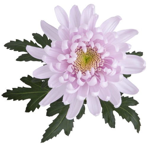 7be99b14-f8d1-43a9-bb90-bb03cef68a47.jpg Mum Cremon Gala rio - Image 1