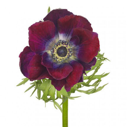 Anemone Bordeaux rprima