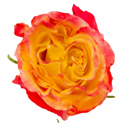 Rose Sunset Xpression 60cm tes