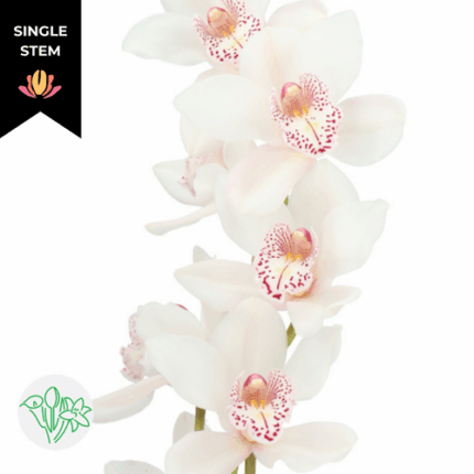 Cymbidium White 50cm (stm)holl