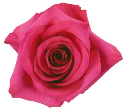 Rose Pizzazz 70cm rfi