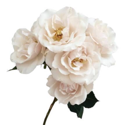 RoseSpray White Maj multiflora