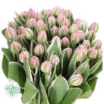 Tulip Blush Dbl holl