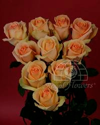 CARAMEL 80 rfi
