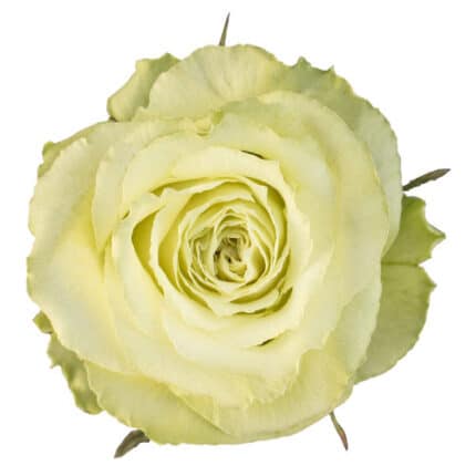 Rose Limonada 50cm rfi