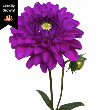 Dahlia Dk Purple cramer