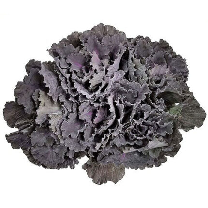 Kale Black holl(STEM)