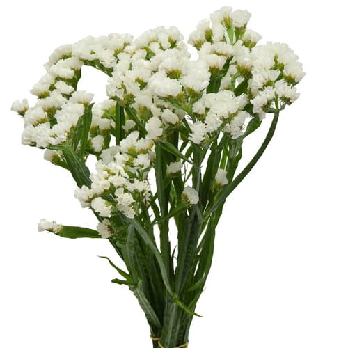 7c3ec97e-708d-4a1e-ad7d-38cc2c44b336.jpg Statice White gdns - Image 1