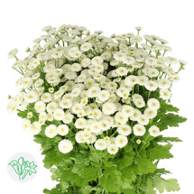 Matricaria Pajarosa