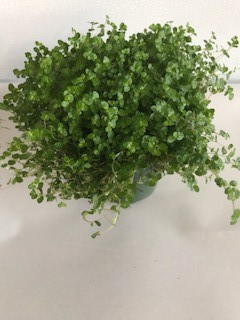 4"  BABY TEARS