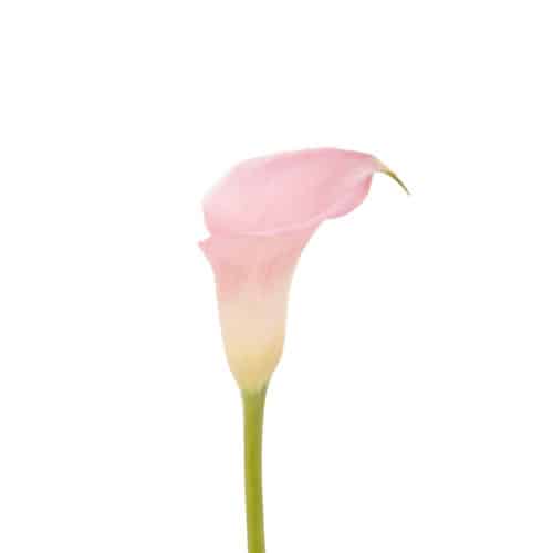 7c57e483-332e-4a90-9767-878287afe62c.jpg Calla Blush holl - Image 1