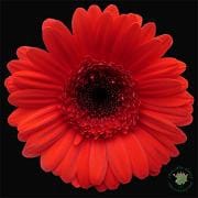 GERB mini red ufd