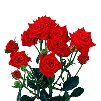 RoseSpray FireKing rfi