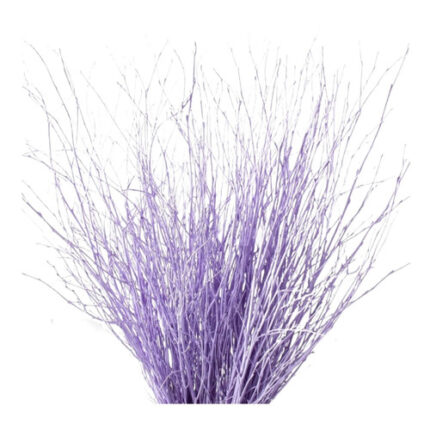 Betula Pendula Milka holl