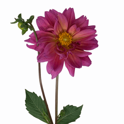 Dahlia Thalia cramer
