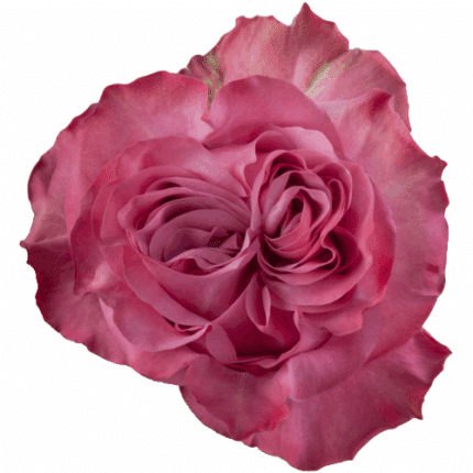 Rose Country Blues 40cm rprima