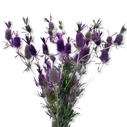Eryngium Purple Falls holl