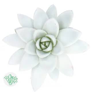 Succuelent White Dyed holl(STE