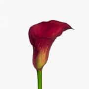 CALLA RED pulse sande