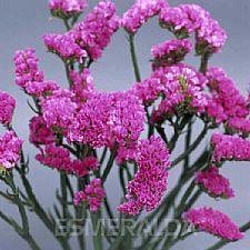 STATICE tissue pink rio