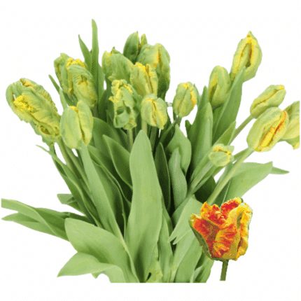 Tulip Parrot Parrot King holl