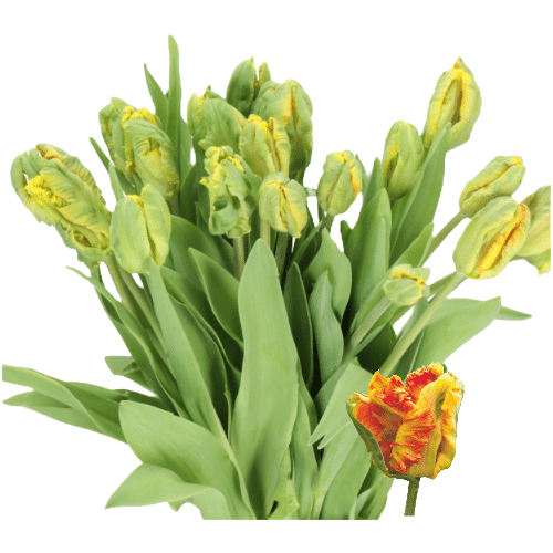 7cc39ab5-d93d-436d-a889-2370291bee1a.png Tulip Parrot Parrot King holl - Image 1