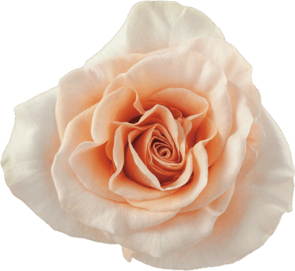 Rose Phoenix 50cm rprima