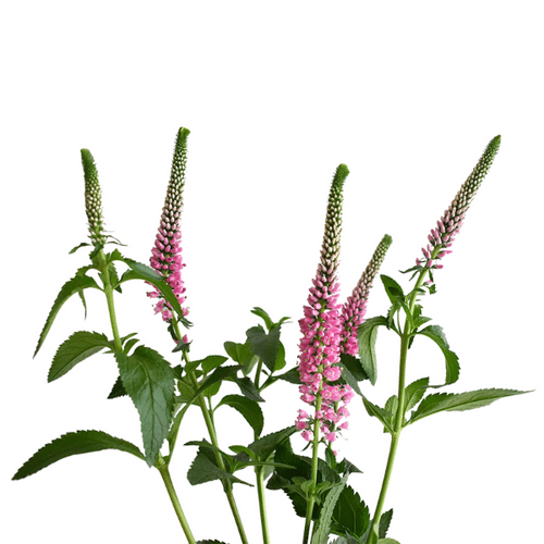 7ce0226a-bb19-4919-95e7-bf3dd251756a.png Veronica Spray Pink Much - Image 1