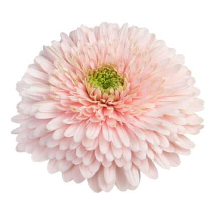 GerberPom Himalia can.