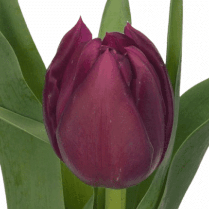 Tulip Double World Bowl s.v.