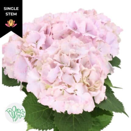 Hydrangea MyBeautiful Primaver