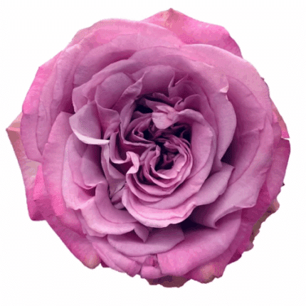 Rose Purple Crown 50cm Rprima